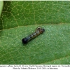 polygonia c-album larva1
